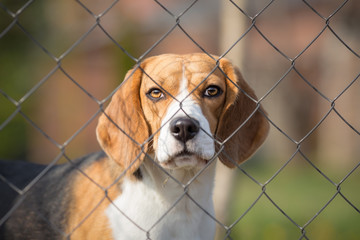 Cute dog behind fence portrait