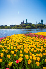 Ottawa tulips  festival with Peace Tower as background