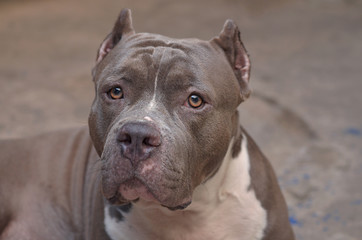 pitbull dog