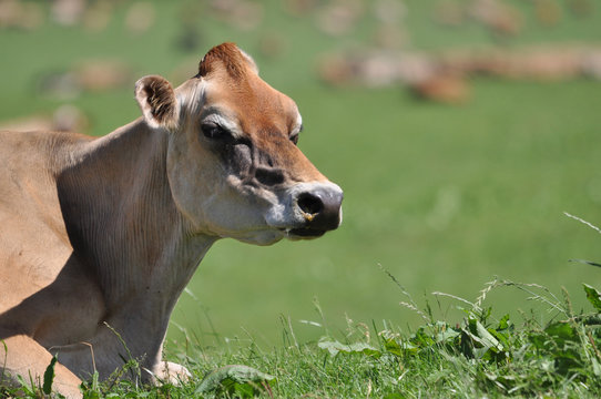 Contented  Jersey Cow Chews Her Cud