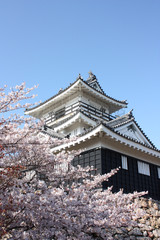 桜と日本の城 浜松城 Cherry blossom and Japanese castle in Hamamatsu