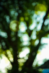 Green blurred background with bokeh and sunlight.