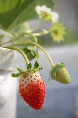 Strawberry in the garden