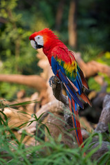 Red Macaw Parrot , close up