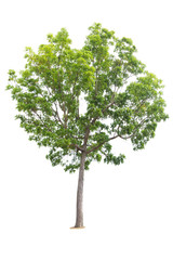 Tree isolated on white background