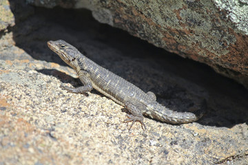 Southern Rock Agama lizard, Namibia, Africa