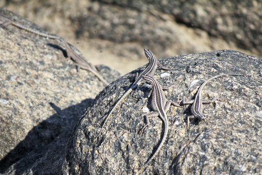 Flat Lizards, Augrabies National Park, South Africa