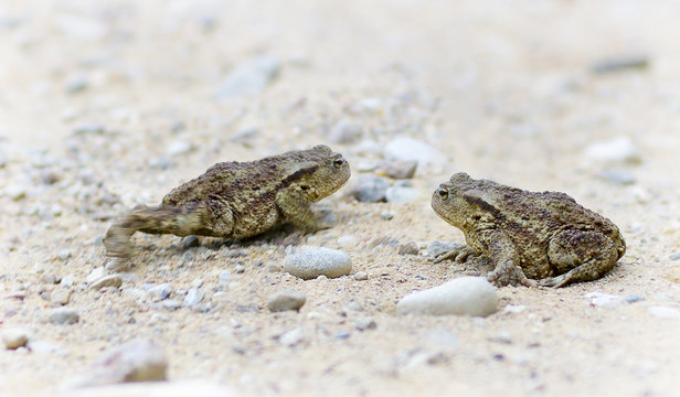 Two toads on gravel