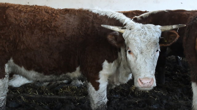 Cattle Hereford farm