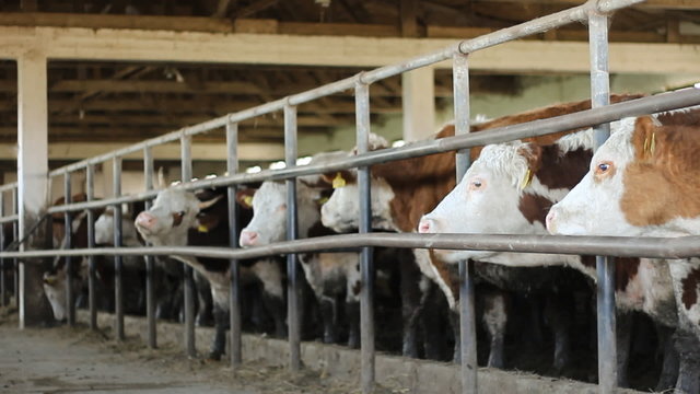 Dairy cows farm Simmental cattle