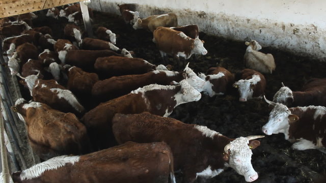 Dairy cows farm Simmental cattle