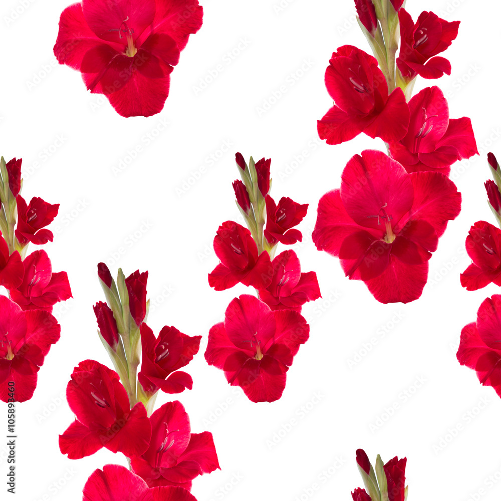 Canvas Prints seamless pattern red gladiolus
