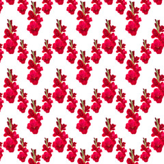 Fototapeta na wymiar pattern red gladiolus