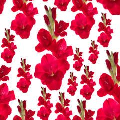  seamless pattern red gladiolus