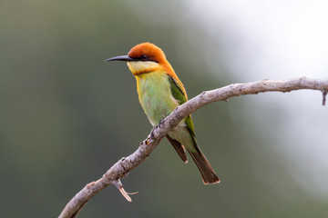 Chestnut-headed Bee-eater