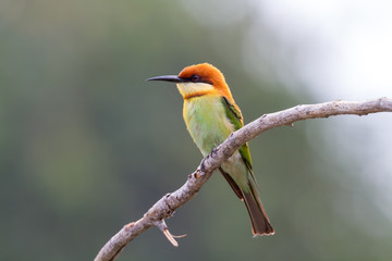 Chestnut-headed Bee-eater