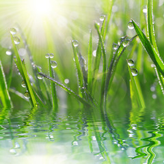 Fresh grass with dew drops closeup. Nature Background