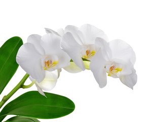 Closeup of a white orchid isolated on white background