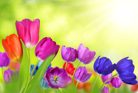Colorful tulips on natural green background