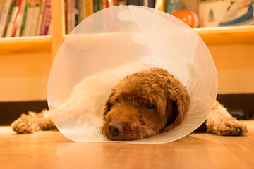 Unhappy dog lying on floor with protective collar after surgery
