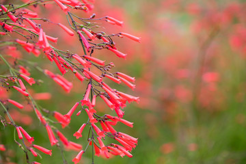 Russelia equisetiformis or firecracker plant flower