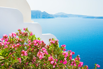 Pink flowers in the garden with sea view.