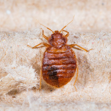 Cimex lectularius
