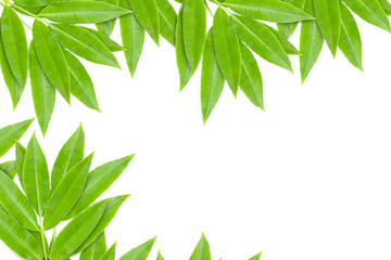 Green leaves frame isolated on white background.