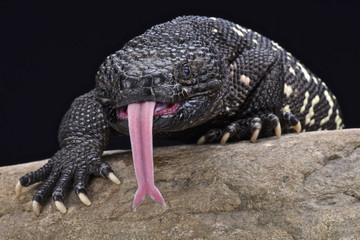 Fototapeta premium Guatemalan beaded lizard (Heloderma charlesbogerti)