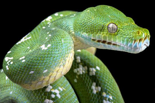 Green tree python (Morelia viridis)