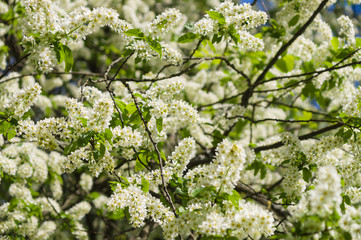 Blossom bird cherry tree on springtime