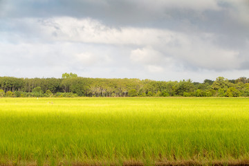 Obraz premium paddy rice in field