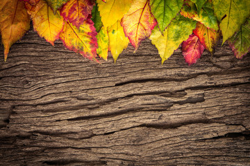 Beautiful fallen autumn leaves  with wood background