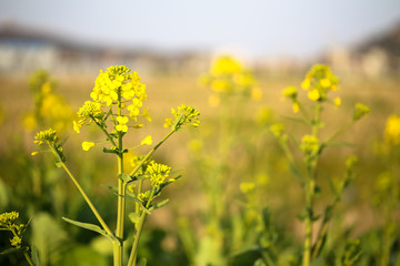 Rape Flower