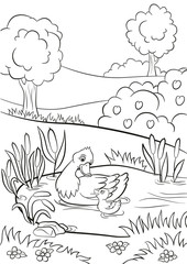 Coloring pages. Kind duck and little cute duckling swim on the pond. There are trees, bushes, flowers and reeds around. Summer.