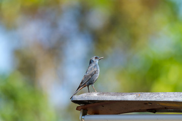 Blue bird, Blue Rock Thrush (Monticola solitarius) standing on the edge of the roof