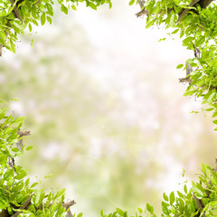 Obraz na płótnie Canvas Green leaves frame on green nature background.