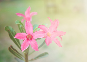 Pink Azalea Flower in the garden