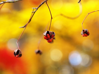 幻影的なツリバナの実