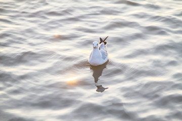 Seagull floating on the sea with golden reflection of water