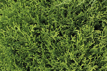 Thuja is a genus of coniferous trees in Cupressaceae