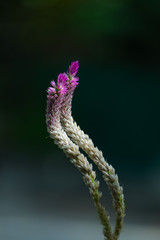 Celosia argentea