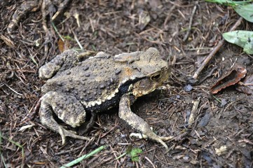 ニホンヒキガエル