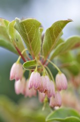 サラサドウダン