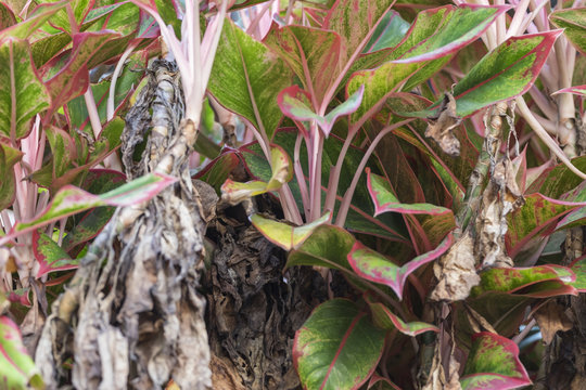 Syngonium podophyllum