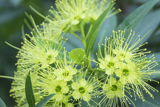 spike flower