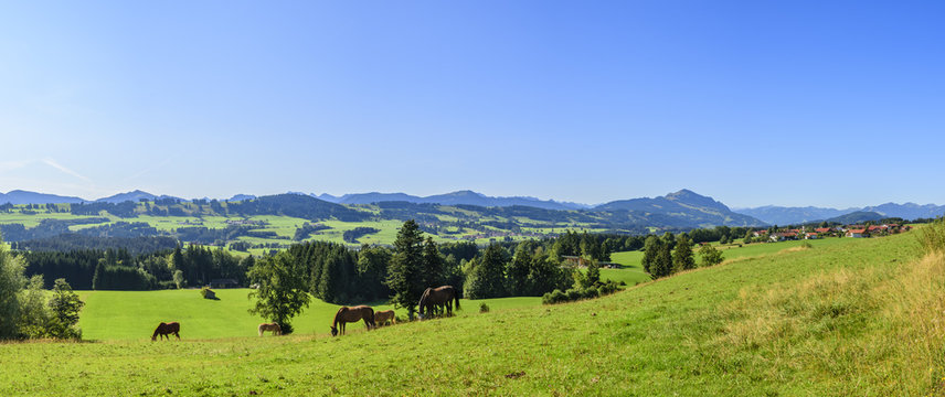 Koppel mit grasenden Pferden im Allgäu