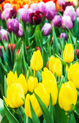 plants tulips flower blooming