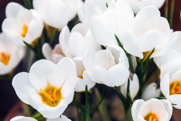 white crocus spring flower blooming