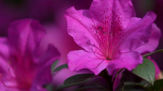 Ericaceae Rhododendron steady slow zoom out